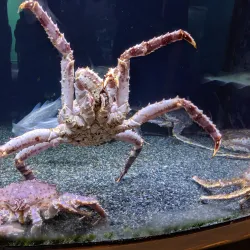 Alaska SeaLife Center - Seward