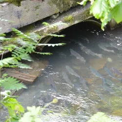 Bear Creek State Recreation Site - Seward