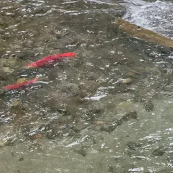 Bear Creek State Recreation Site - Seward