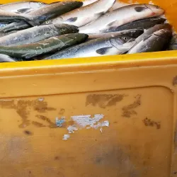 Bear Creek State Recreation Site - Seward