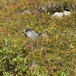 Harding Icefield Trail - Seward