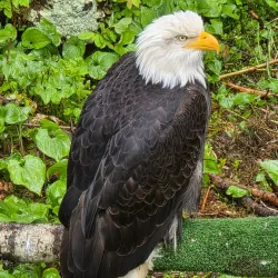 Alaska Raptor Center - Sitka