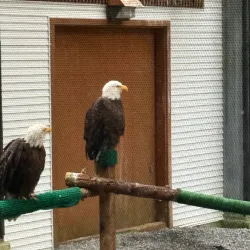 Alaska Raptor Center - Sitka