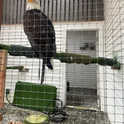 Alaska Raptor Center - Sitka