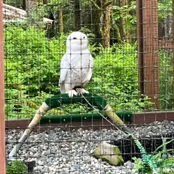 Alaska Raptor Center - Sitka