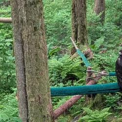 Alaska Raptor Center - Sitka