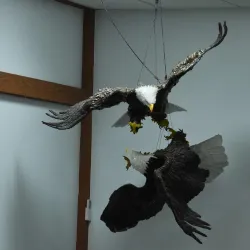 Alaska Raptor Center - Sitka