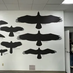 Alaska Raptor Center - Sitka