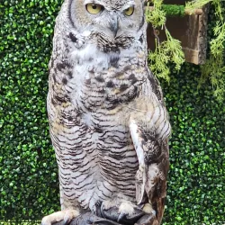Alaska Raptor Center - Sitka