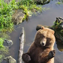 Fortress of the Bear - Sitka