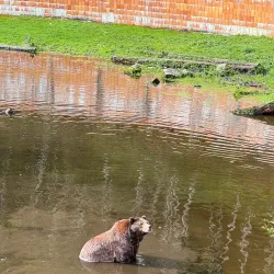 Fortress of the Bear - Sitka