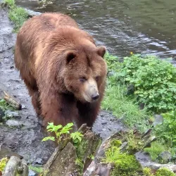 Fortress of the Bear - Sitka