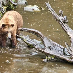Fortress of the Bear - Sitka