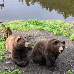 Fortress of the Bear - Sitka