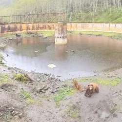 Fortress of the Bear - Sitka