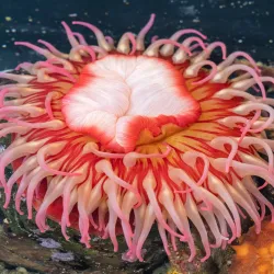 Sitka Sound Science Center - Sitka