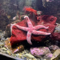 Sitka Sound Science Center - Sitka