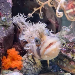 Sitka Sound Science Center - Sitka