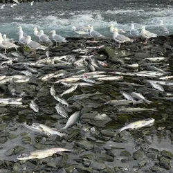 Valdez Fish Hatchery - Valdez