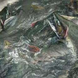 Valdez Fish Hatchery - Valdez