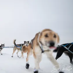 Iditarod Trail Headquarters and Museum - Wasilla