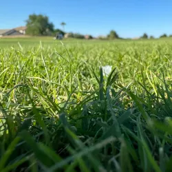 Avondale Golf Club - Avondale