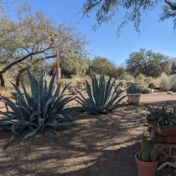Desert Meadows Park - Avondale