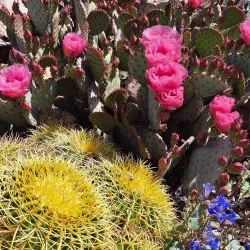 Desert Meadows Park - Avondale