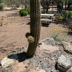 Desert Meadows Park - Avondale