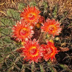 Desert Meadows Park - Avondale