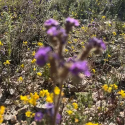 Estrella Mountain Regional Park - Avondale