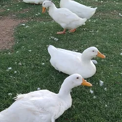 Friendship Park - Avondale