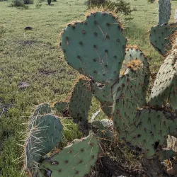 Picacho Peak State Park - Casa Grande