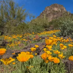 Picacho Peak State Park - Casa Grande