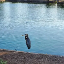 Desert Breeze Park - Chandler