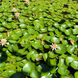 Desert Breeze Park - Chandler