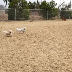 Snedigar Recreation Center - Chandler