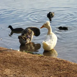 Veterans Oasis Park - Chandler
