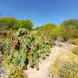 Veterans Oasis Park - Chandler