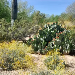 Veterans Oasis Park - Chandler