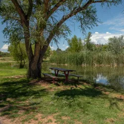 Dead Horse Ranch State Park - Cottonwood