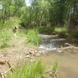 Verde River Greenway State Natural Area - Cottonwood
