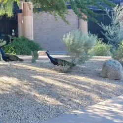 Glendale Xeriscape Garden - Glendale