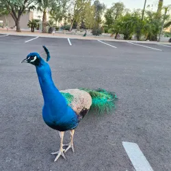 Sahuaro Ranch Park - Glendale