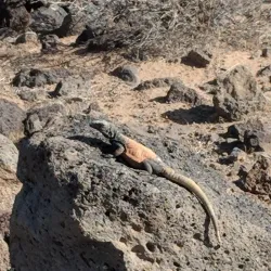 Thunderbird Conservation Park - Glendale