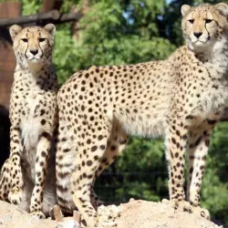 Wildlife World Zoo, Aquarium & Safari Park - Glendale