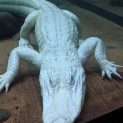 Wildlife World Zoo, Aquarium & Safari Park - Glendale