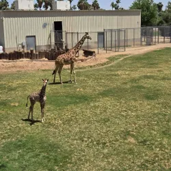 Wildlife World Zoo, Aquarium & Safari Park - Glendale
