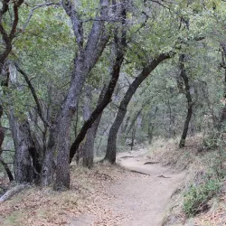 Madera Canyon - Green Valley