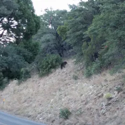 Madera Canyon - Green Valley